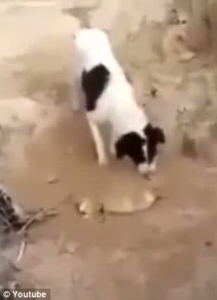 【品牌资讯】爱奇艺舍得达成战略合作 双方构建“智慧”价值观生态圈‘爱游戏(ayx)中国官方网站’(图3) 爱游戏(ayx)中国官方网站