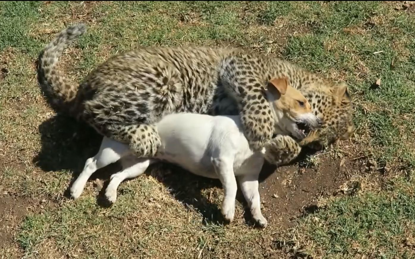 ayx官网-贪官,退休别想“软着陆”_时事政治_中公教育网(图4) 爱游戏(ayx)中国官方网站