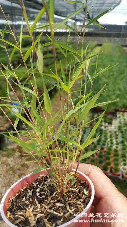 深刻理解以人民为中心的价值逻辑_时事政治_中公教育网“爱游戏(ayx)中国官方网站”(图3) ayx官网