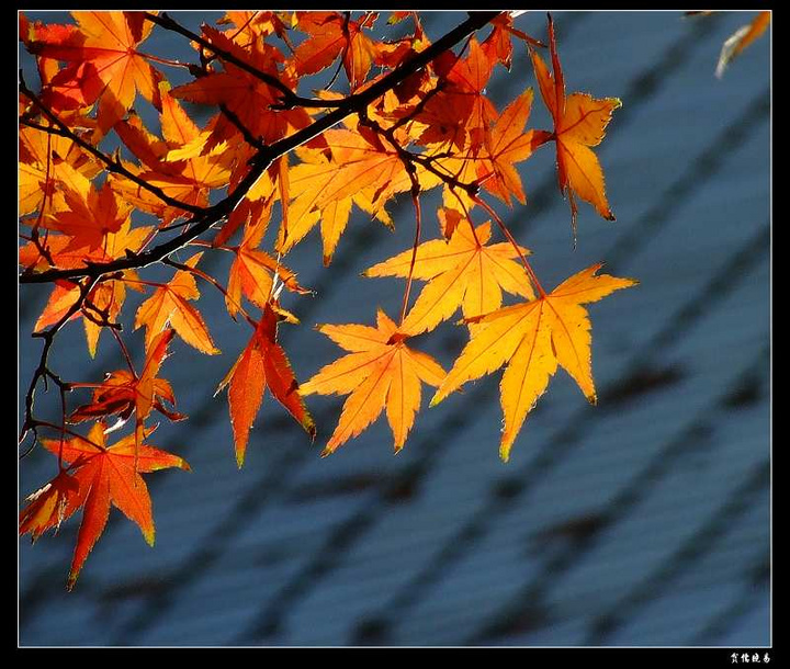 ayx官方网站_贝尼特斯:愿给杰拉德如何执教提供建议(图1) 爱游戏(ayx)中国官方网站