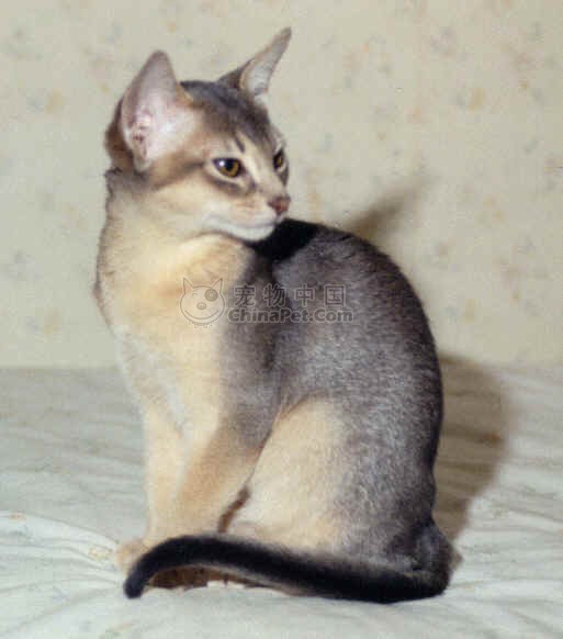 爱游戏（ayx）中国官方网站