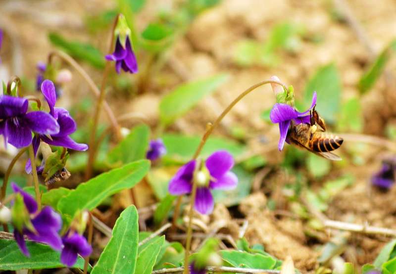 ayx官网|哭晕!埃神进4球还是替补 佩雷拉难寻艾哈替代者(图1) ayx官方网站