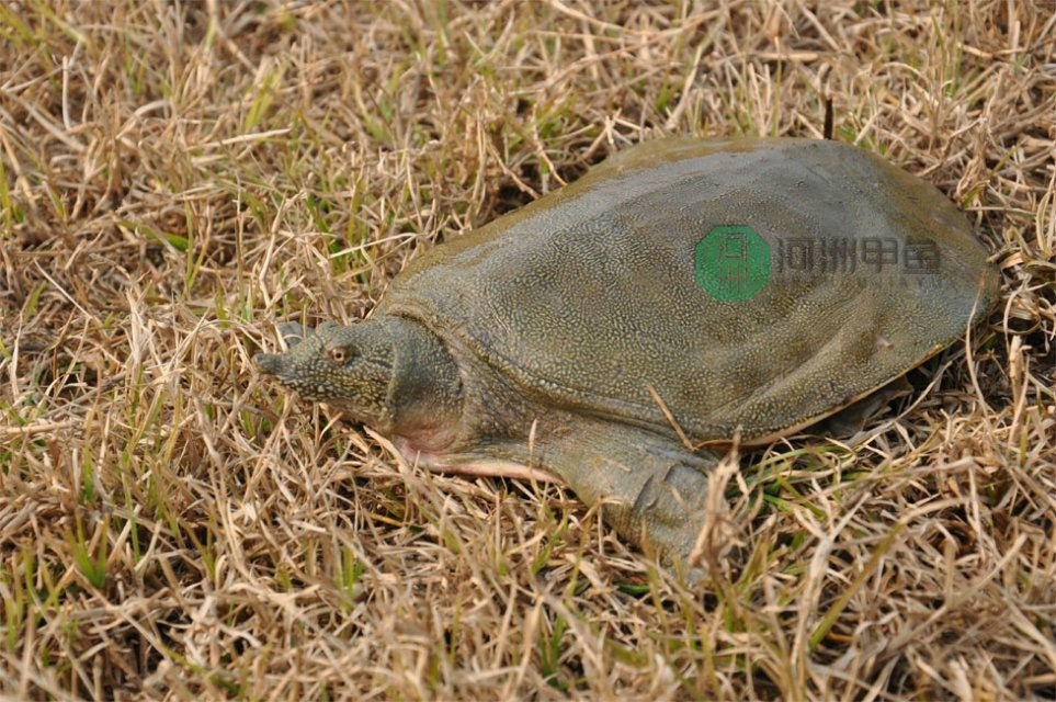 “ayx官方网站”长江全流域12月起通关一体化 惠及全国海关近半业务量(图3) ayx官方网站