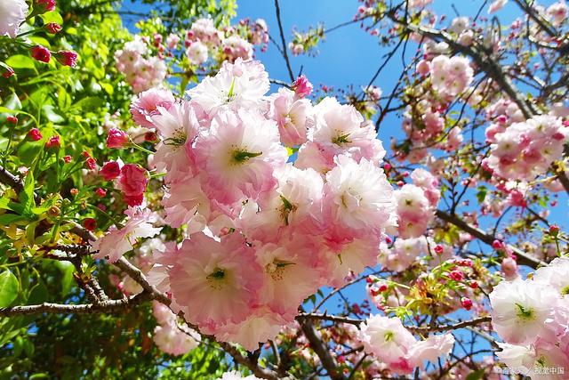 中超再迎一世界级大牌球星!实力不输莱万中超后卫顶得住吗?:ayx官方网站(图1) ayx官网