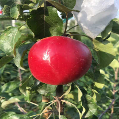 爱游戏（ayx）中国官方网站